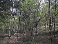 ova Gussonea-Betulla 20110529 125